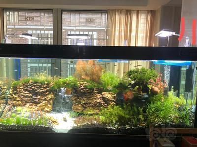 龍魚繁殖缸內(nèi)適合種植哪些水草：龍魚繁殖缸內(nèi)種植的水草種類和種植方法莫斯水草種植方法 龍魚百科 第1張