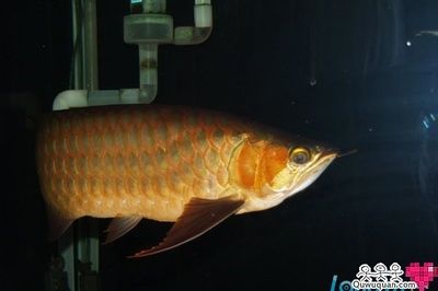 紅龍魚爬背是什么意思？：紅龍魚爬背與市場價(jià)格關(guān)系，紅龍魚爬背的正確養(yǎng)護(hù)方法 紅龍魚百科 第4張