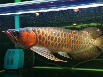 龍魚喂飼料好消化嗎視頻：龍魚喂飼料好消化嗎成年龍魚飼料選擇指南 龍魚百科 第3張