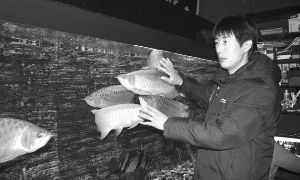 揚州紅龍魚村飯店地址：揚州紅龍魚村飯店 紅龍魚百科