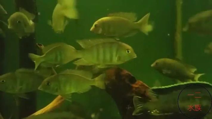 海豚魚缸圖片欣賞：水族館海豚魚缸圖片欣賞 魚缸百科 第3張