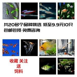 金龍魚活多少年：關(guān)于金龍魚的問題 水族問答 第1張