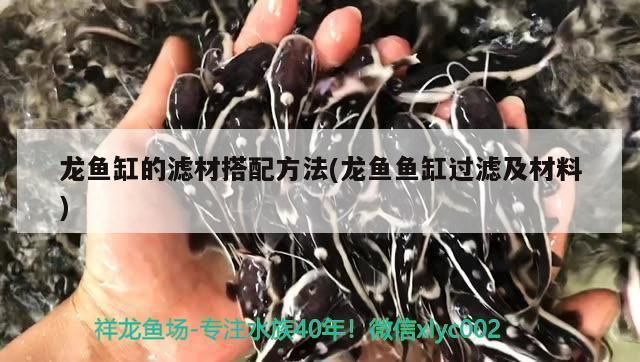 龍魚缸濾材最佳搭配：龍魚缸濾材如何搭配 龍魚百科 第4張