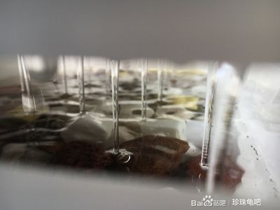 魚缸濾材哪幾種最實(shí)用貼吧：魚缸水質(zhì)維護(hù)全攻略 魚缸百科 第1張