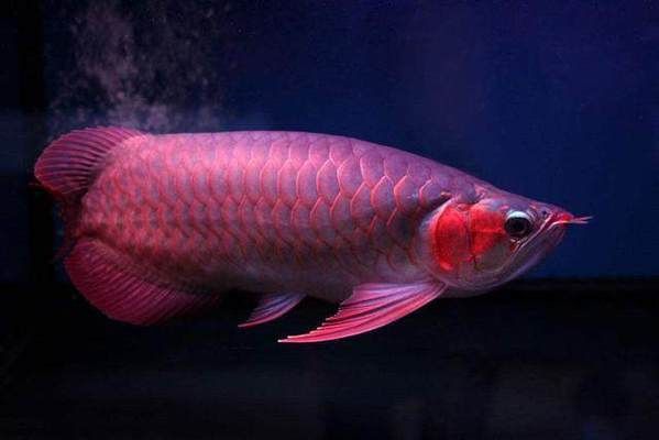 練手紅龍魚(yú)是什么意思？ 紅龍魚(yú)百科 第2張