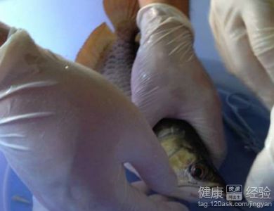 金龍魚活魚百度百科：關(guān)于金龍魚活魚的問題 水族問答