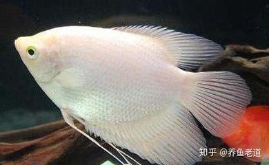 龍魚(yú)吃多少：不同尺寸和年齡的龍魚(yú)喂食量的一些建議 龍魚(yú)百科 第5張