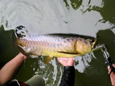 龍魚(yú)哪里有野生的：如何尋找野生龍魚(yú) 龍魚(yú)百科 第1張