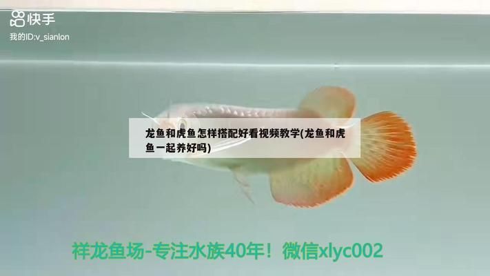 龍魚跟虎魚尺寸怎么搭配：龍魚和虎魚混養(yǎng)的飼料選擇，如何為虎魚提供隱蔽空間 龍魚百科 第5張