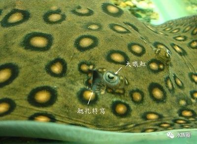 龍魚在冷水能活嗎多久了：龍魚在冷水中的存活能力 龍魚百科 第5張