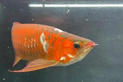 龍魚(yú)水溫23度可以嗎：龍魚(yú)水溫調(diào)節(jié)技巧分享不同品種龍魚(yú)水溫調(diào)節(jié)技巧分享 龍魚(yú)百科 第5張