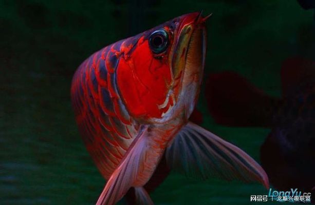 紅龍魚的芯片是怎么回事：關于紅龍魚芯片的詳細介紹 紅龍魚百科 第5張