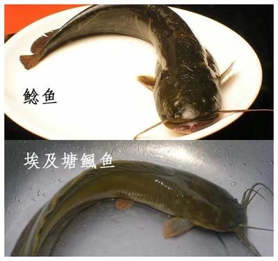 歐寶和森森魚缸哪個好一點：歐寶和森森魚缸哪個好 魚缸百科 第1張