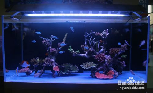 如何選擇合適的水族燈：龍魚專用水族燈