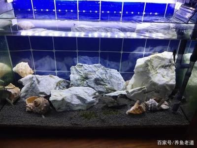 金龍魚幾塊錢一條是真的嗎：用金龍魚幾塊錢一條金龍魚是真的還是假的問題 水族問答 第1張