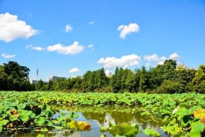 魚缸水蔥種植技巧：魚缸水蔥光照需求詳解 魚缸百科 第3張