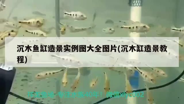 金龍魚幾年發(fā)色正常：金龍魚幾年發(fā)色正常？ 水族問答 第1張