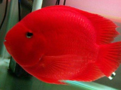 金龍魚幾歲可以繁殖：如何判斷金龍魚的繁殖年齡？ 水族問答 第2張