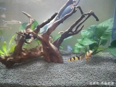 如何配置三間鼠魚魚缸：三間鼠魚魚缸配置步驟 魚缸百科 第4張