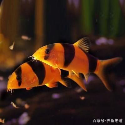 如何配置三間鼠魚魚缸：三間鼠魚魚缸配置步驟 魚缸百科 第5張