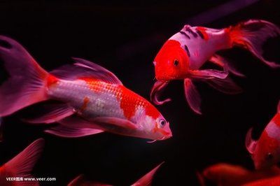 紅龍魚(yú)缸用什么背景好：紅龍魚(yú)缸的背景選擇