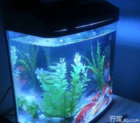 觀賞魚缸高端大氣：觀賞魚缸的高端大氣特點(diǎn) 魚缸百科 第3張