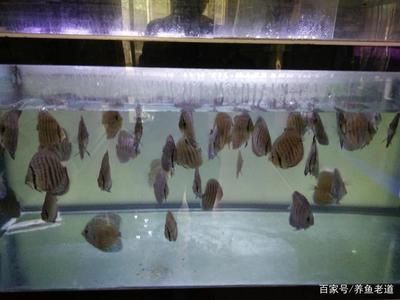 龍魚養(yǎng)多久算成年了：龍魚成年后有哪些特征