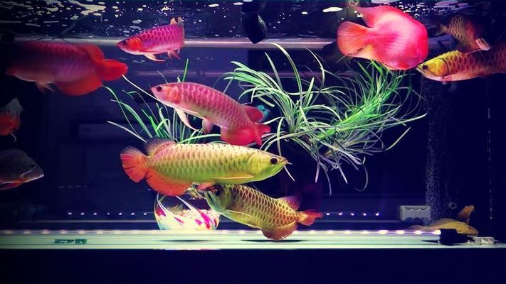 九條紅龍魚(yú)：九條紅龍魚(yú)是一種在亞洲文化中極具象征意義的觀賞魚(yú) 紅龍魚(yú)百科 第1張