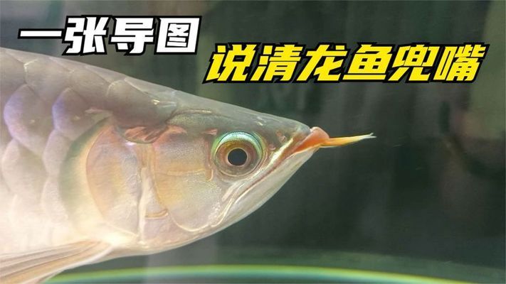 龍魚(yú)兜嘴照片：關(guān)于龍魚(yú)兜嘴的一些照片 龍魚(yú)百科 第5張