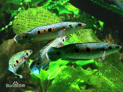 雷龍魚幼魚適宜的飼料選擇：雷龍魚幼魚適宜的飼料選擇及牌推薦 龍魚百科 第3張