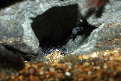 金龍魚家里養(yǎng)好嗎：如果家里養(yǎng)的是金龍魚幼魚，需要注意哪些事項(xiàng)？ 水族問答 第1張