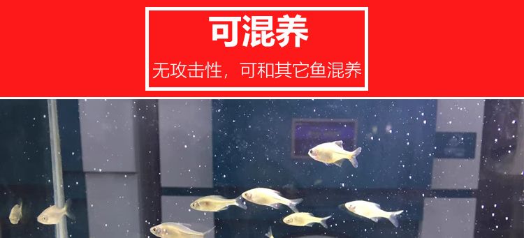 養(yǎng)旁皮魚缸需配什么燈：養(yǎng)旁皮魚缸需配什么燈，旁皮魚缸配置燈具的需求 魚缸百科 第1張