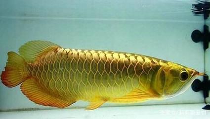 龍魚(yú)腸炎的治療方法圖片及視頻大全：龍魚(yú)腸炎如何治療 龍魚(yú)百科 第3張