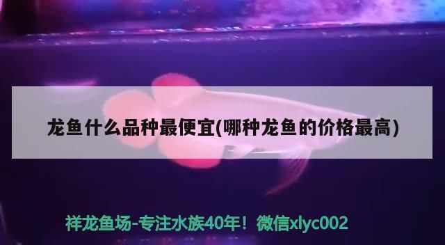 龍魚最便宜的品種：最便宜的龍魚品種及其飼養(yǎng)要求是非常重要的龍魚品種 龍魚百科 第3張