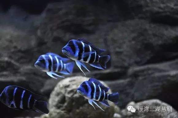 薩伊藍魚缸尺寸：薩伊藍魚缸尺寸介紹