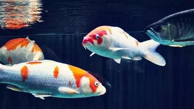 龍魚錦鯉混養(yǎng)：龍魚與錦鯉的混養(yǎng)是水族愛好者常見的一種養(yǎng)殖方式 龍魚百科 第4張