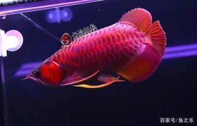 紅龍魚多久發(fā)色完成?。宏P(guān)于紅龍魚發(fā)色完成時(shí)間的詳細(xì)信息 紅龍魚百科 第1張