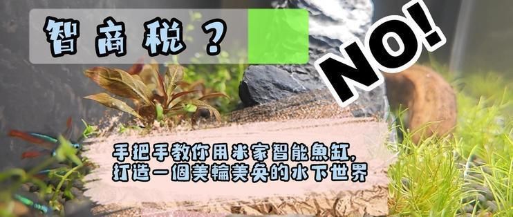 小米魚缸造景：如何為小米魚缸設(shè)計(jì)一個(gè)美觀且生態(tài)友好的造景方案