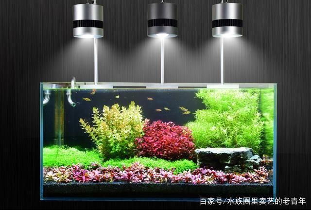 如何選擇觀賞魚專用燈具？：plus日月三基色紅龍魚專用燈具需要綜合考慮多個因素 龍魚百科 第1張