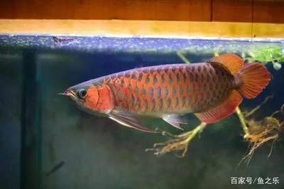 紅龍魚活餌消毒方法：紅龍魚活餌消毒方法：紅龍魚活餌鹽水消毒方法 紅龍魚百科 第1張