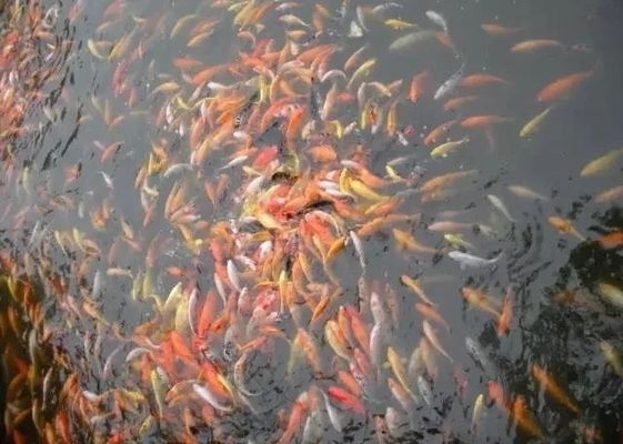 金龍魚膠功效和作用是什么：金龍魚膠對于促進消化系統(tǒng)的健康有哪些積極作用？ 水族問答 第1張