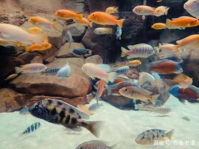 一米魚缸背景墻效果圖：一米高的魚缸背景墻裝飾元素推薦魚缸水景設(shè)計(jì)案例欣賞 魚缸百科 第5張