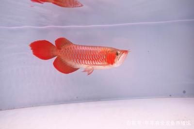 紅龍魚怎么樣發(fā)色：關(guān)于紅龍魚發(fā)色的詳細(xì)信息 紅龍魚百科 第5張