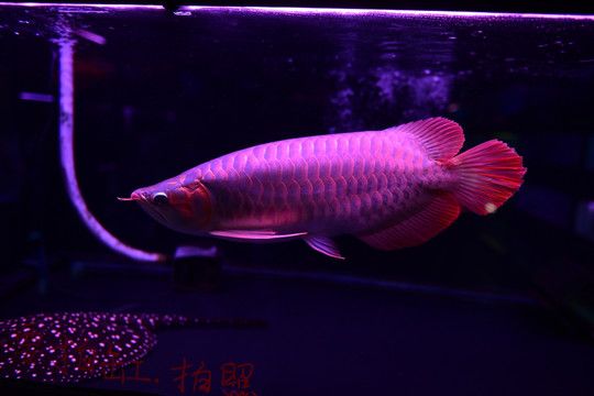 紅龍魚什么時候用側(cè)燈：紅龍魚何時使用側(cè)燈 紅龍魚百科 第5張