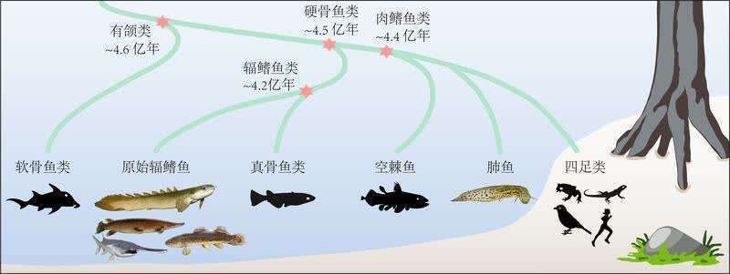 金龍魚膠有幾種包裝的：金龍魚膠散裝包和預(yù)包裝的區(qū)別 水族問答 第2張