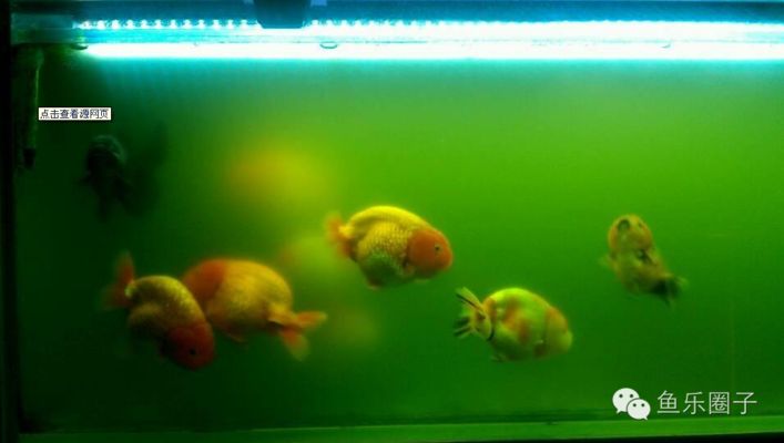 金龍魚膠有幾種口味：金龍魚膠有幾種口味？ 水族問答 第1張