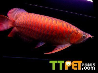 紫色紅龍魚：紫色紅龍魚是什么？ 紅龍魚百科 第3張