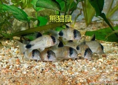 魚缸里的最佳底層魚是什么魚 魚缸百科 第1張