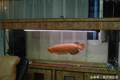 金龍魚膠怎么做：金龍魚膠在烹飪中的應(yīng)用 水族問答 第2張