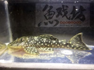 上海進(jìn)口觀(guān)賞魚(yú)品種介紹：上海進(jìn)口觀(guān)賞魚(yú)養(yǎng)殖技術(shù)要點(diǎn) 龍魚(yú)百科 第5張